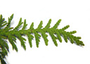 eastern arborvitae (thuja occidentalis). 2009-01-26, Pentax W60. keywords: arbre de vie, thuja de l'occident, tuia occidentale